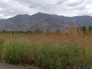 TERRENO ESQUINERO DE 1.300m2